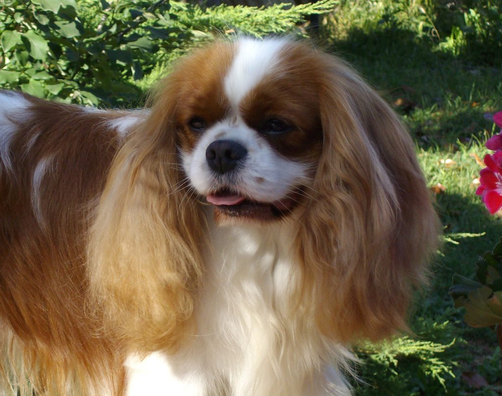 cavalier king dei piccoli elfi allevamento di cuccioli di cavalier king cavalier king dei piccoli elfi allevamento di cuccioli di cavalier king
