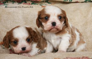 cuccioli_cavalier_king