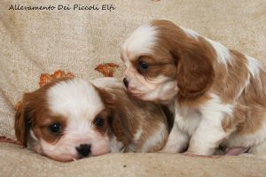 cuccioli_cavalier_king1