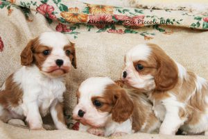 cuccioli_cavalier_king2