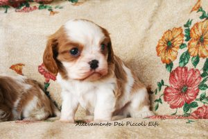 cuccioli_cavalier_king3