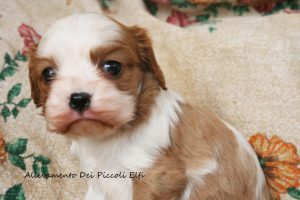 cuccioli_cavalier_king4