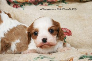 cuccioli_cavalier_king5