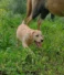 Il Labrador Retriever e la ricerca del tartufo!